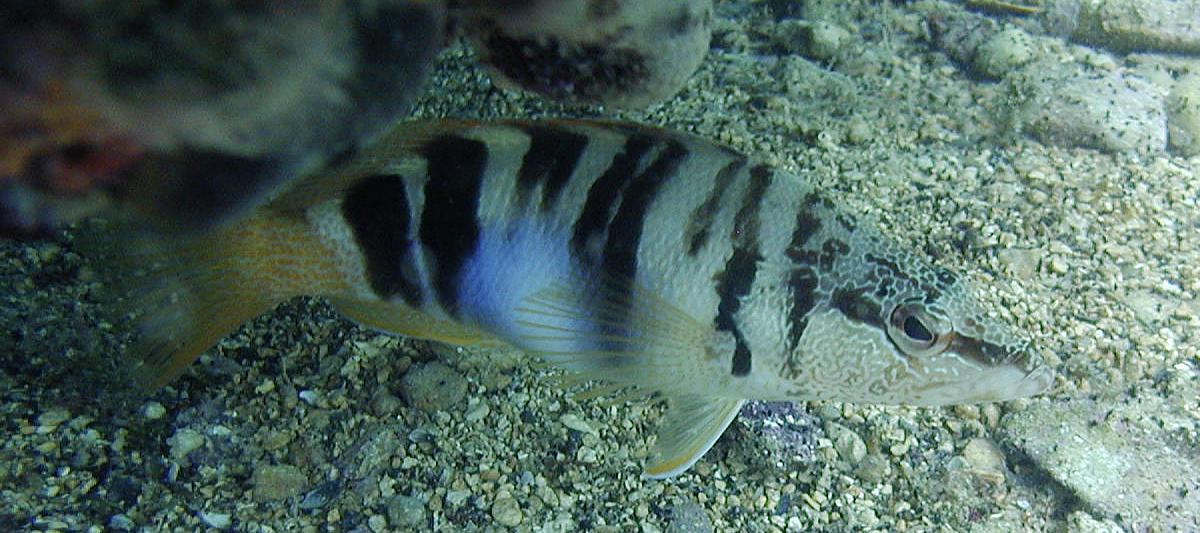 Serranus scriba